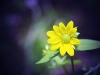 Summer Blooms 2